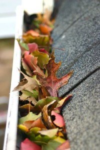 leaves in gutter